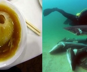 Added Protection for Sharks - Gansbaai Daily News